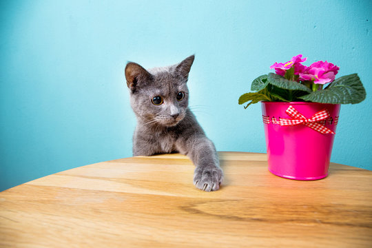 Katze schnuppert an Blume