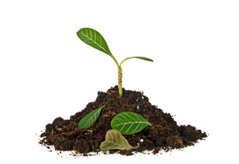 Young plant with fallen leaves and humus isolated on white backg