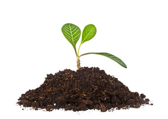 Young plant with humus isolated on white background