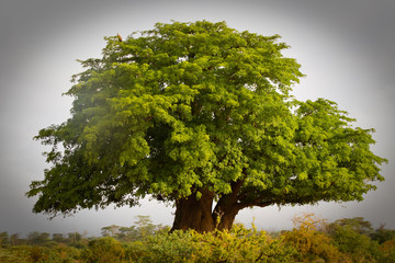  Afrikanischer Baobab, Affenbrotbaum