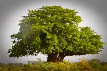 Abwaschbare Fototapete Baobab  Afrikanischer Baobab, Affenbrotbaum