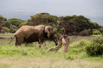 Naklejka na ściany i meble Afrikanische Elefant, Loxodonta africana