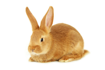 Fototapeta premium Young red rabbit isolated on white