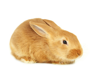 Young red rabbit isolated on white