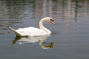 white swans on a lake