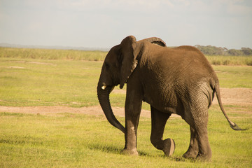 Fototapeta na wymiar Afrikanische Elefant, Loxodonta africana