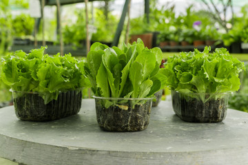 lettuce, chard, spinach, watercress salad and a very valuable plant him eat and cook a lot of different salads. Because they grow in my garden. 