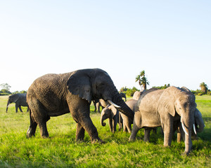 Afrikanische Elefant, Loxodonta africana