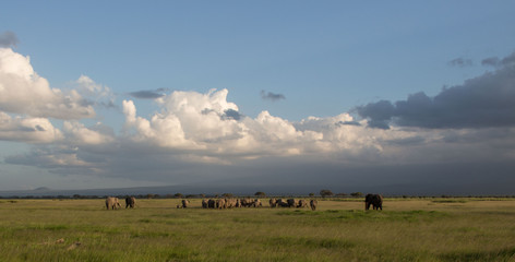 Fototapeta na wymiar Afrikanische Elefant, Loxodonta africana