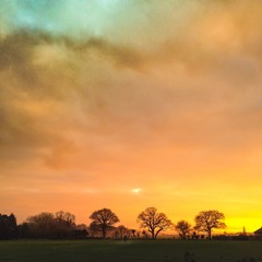 Fototapeta premium Gloorious golden winter sunset and trees on the horizon
