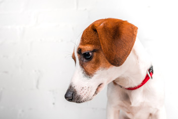 Jack russell terrier