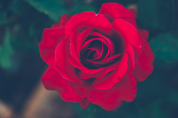 rose in garden , color filter tone process