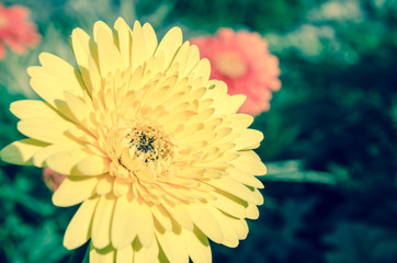 Obraz premium Gerbera flower in vintage process tone color