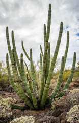 Organ Pipe Cactus National Monument