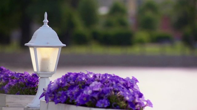  White flashlight and two flowerbed violets in summer day.