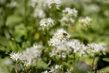 Bee on wild garlic flower