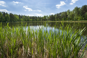 Fototapeta na wymiar Small lake in the forest