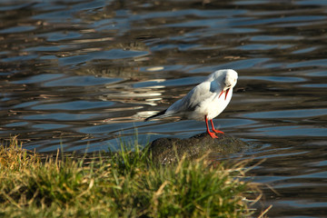 Seagull on the rock with open beak