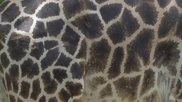 A giraffe body fills the frame so you can clearly see the typical skin / coat pattern. This giraffe has a small wound and a few scars.
