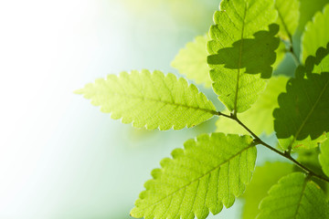 Green leaf nature