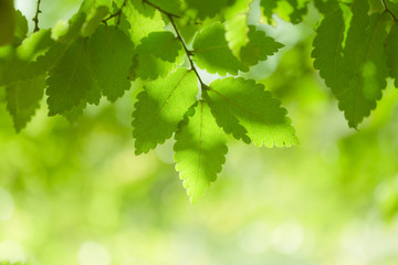 Fototapeta premium Green leaves nature background