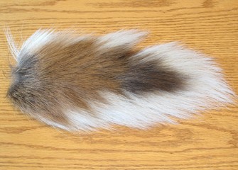 Tanned whitetail deer tail on wood surface.