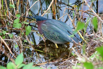 green heron fishing at everglades national park USA