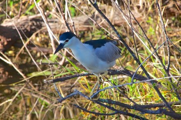 night heron fishing everglades