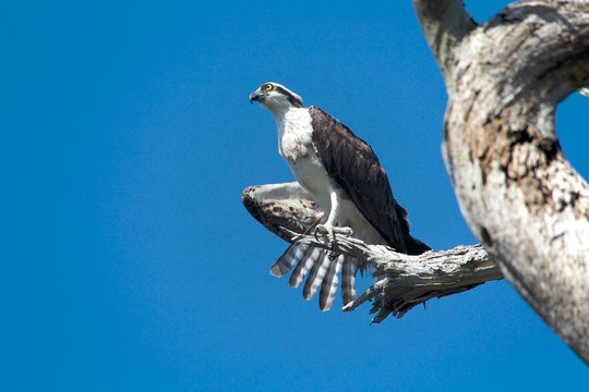 Osprey In A Tree Florida