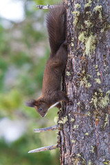 red squirrel on the snow