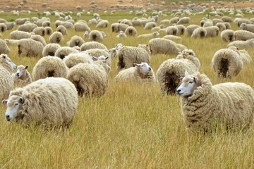 Viele Schafe
