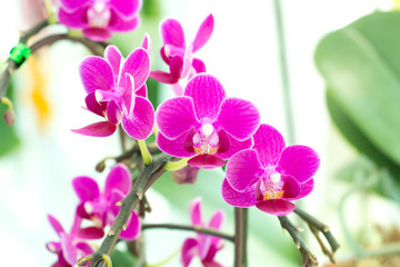 Fototapeta na wymiar Corsage of pink orchid.