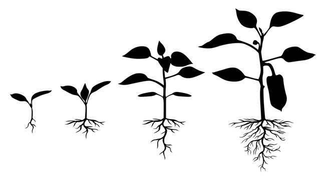 Set of silhouettes of peppers plants
