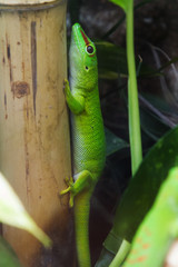 Madagascar giant day gecko