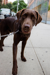 cute chocolate lab standing on the sidewalk looking with a shallow depth of field