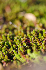 Detail of moss. Botany background