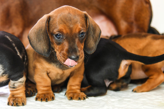 Dachshund puppy licked after feeding mother's milk