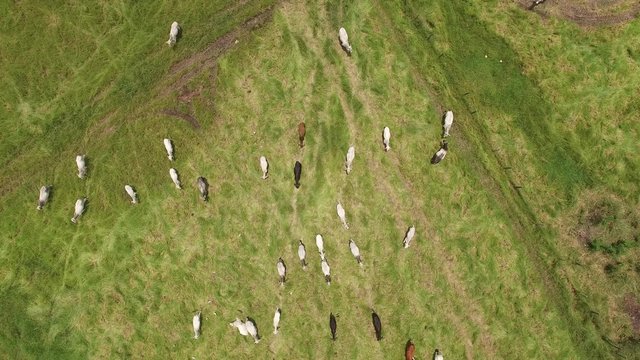 Top View of Cows on a Farm in Rural Area in Sao Paulo, Brazil
