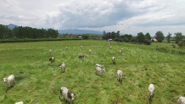 Cows on a Farm in Rural Area in Sao Paulo, Brazil