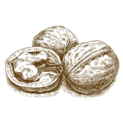 engraving illustration of walnut