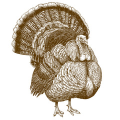 engraving illustration of turkey - 101158175