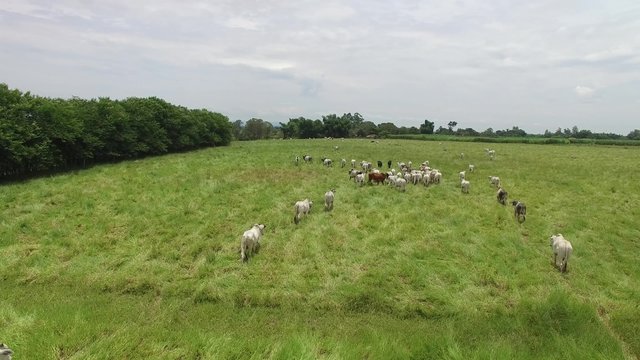 Cows on a Farm in Rural Area in Sao Paulo, Brazil