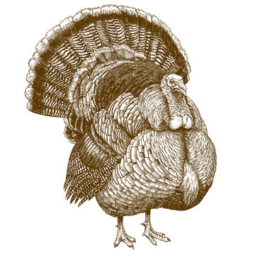 engraving illustration of turkey