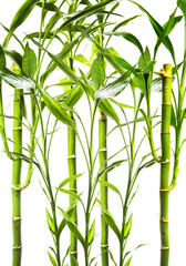Fototapeta premium junge Bambuspflanzen vor weißem Hinterund