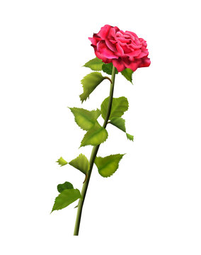 Red rose isolated on white background. Digital Illustration