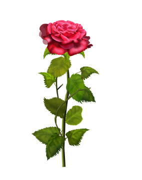 Red rose isolated on white background. Digital Illustration