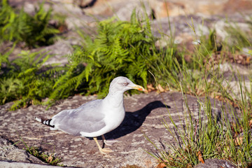 wight seagulls fight