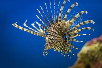 Fototapeta na wymiar Exotic Tropical coral fish environment of the aquarium