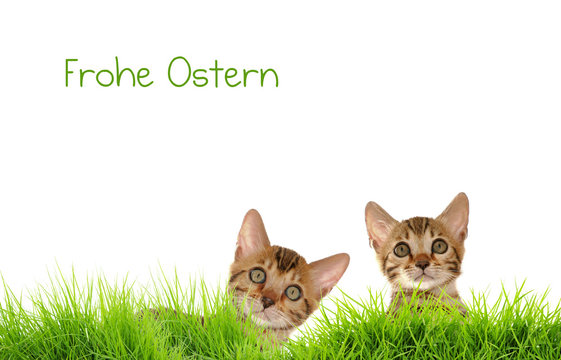 Bengal Katzen im Oster Gras