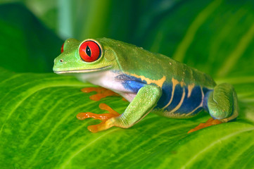 Fototapeta premium Red Eye Tree Frog